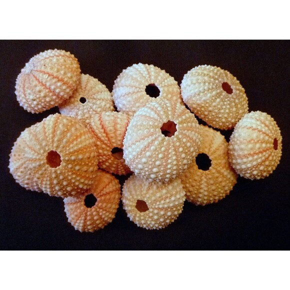 Three Pink ToySea Urchinfigures 0.75 - 2.25" beach wedding air plant holders - Picture 2 of 3